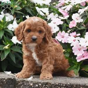 Ollie, Cavapoo Puppy